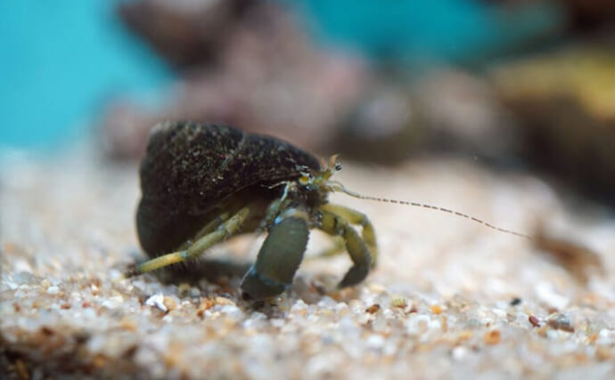 強制的に性転換させてしまう寄生虫『フクロムシ』　繁殖能力を奪うことが目的