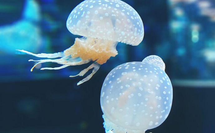 「まるで海の中の発電所？」見た目がキュートだけど優れた生存戦略を持つ『タコクラゲ』