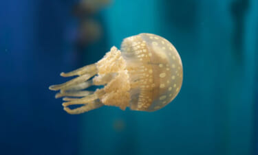 「まるで海の中の発電所？」見た目がキュートだけど優れた生存戦略を持つ『タコクラゲ』