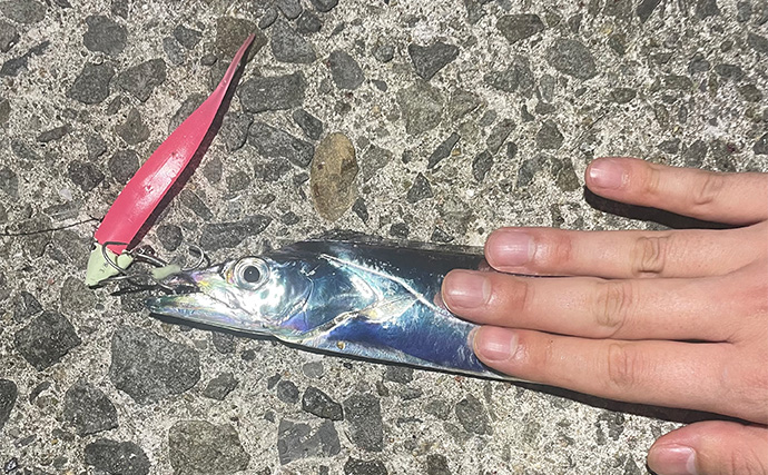 大阪湾沿岸の【秋に狙える釣りターゲット】　タチウオ・アジ・メバルは外せない！