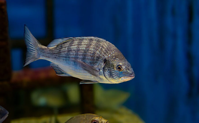 都心部の河川で「クロダイが増加する理由」を考察　近年は全国的に増加傾向