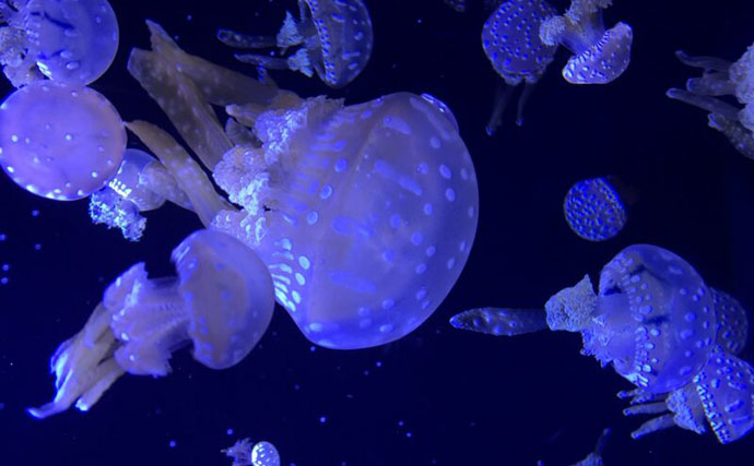 「まるで海の中の発電所？」見た目がキュートだけど優れた生存戦略を持つ『タコクラゲ』