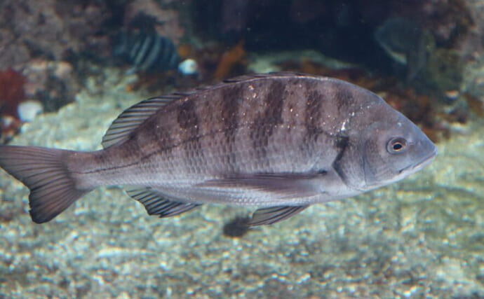 都心部の河川で「クロダイが増加する理由」を考察　近年は全国的に増加傾向