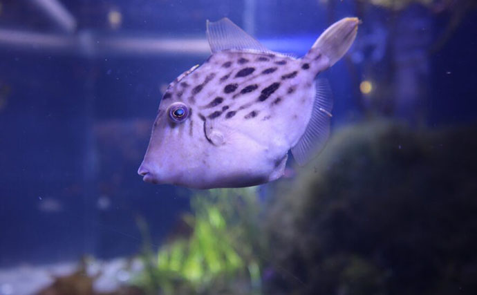 「実は水中は魚の鳴き声で賑やか？」音でコミュニケーションをとる【発音魚】が鳴く理由