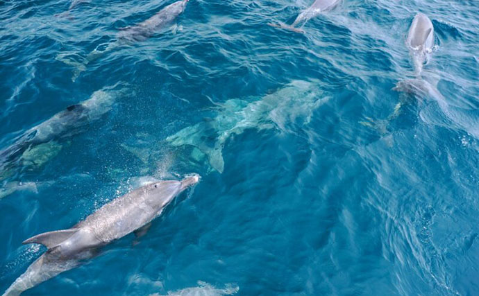 意外と知らない「魚が群れを作る理由」　行き先は群れの中の5％の魚が決めている？