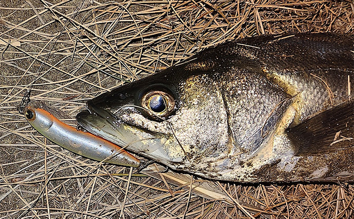 「動くルアーと動かないルアー」どちらが釣れる？ 使い分け方を解説