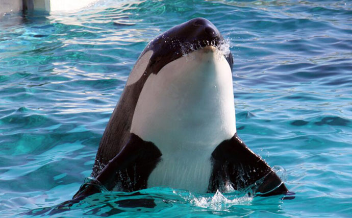 【イルカとクジラの違い】は全長が4m以上かどうか　分類上は同じ仲間で違いは大きさだけ