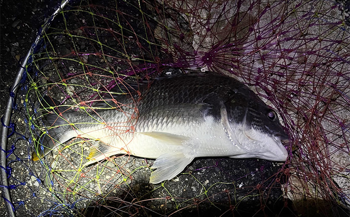 大阪湾チニングで本チヌにキビレを連続キャッチ【泉大津】メバリングタックルを流用