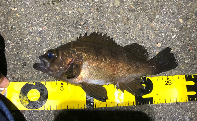 最新型iPhoneは釣り向きか否か　賢い選び方は「失ってもダメージの少ない機種」！