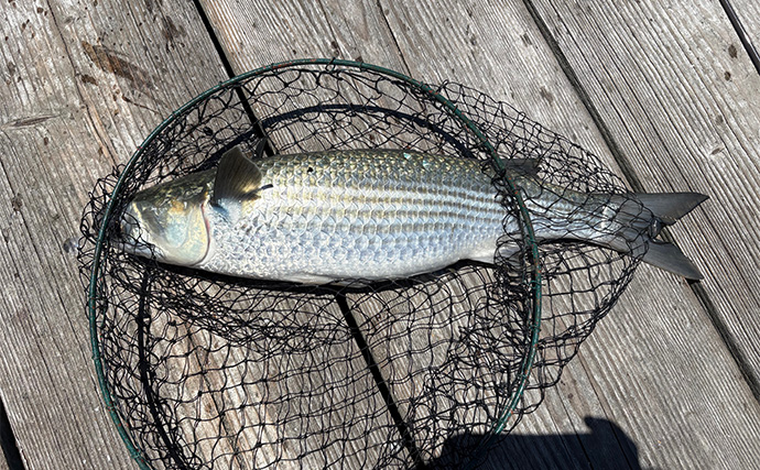 「メーター超えのアカメがヒット！」筏での泳がせ釣りでアカメを狙ってみた【高知】