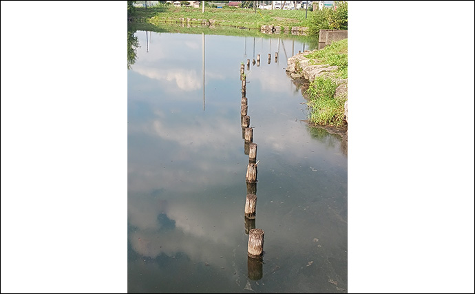 柴山沼でのブラックバス釣りで子バス7匹【埼玉・白岡】シェイクしながらの横引きで連発