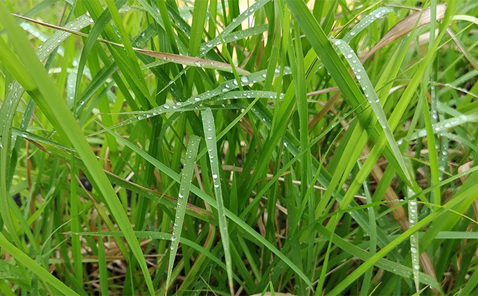 良型ボラがルアーに好反応！【千葉・村田川】派手なカラー＆トリッキーなアクションが吉