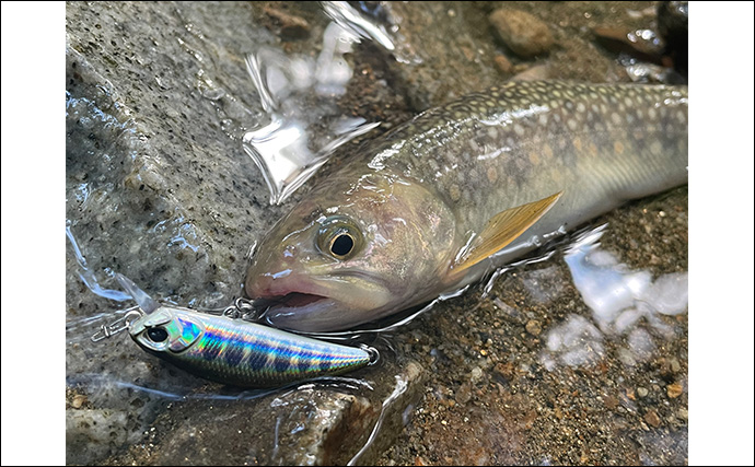 「夜にフラッシュはダメ？」釣った魚を美しく残すスマホ写真撮影方法を徹底解説