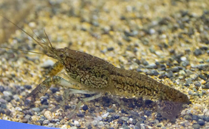 「1匹で繁殖できちゃうザリガニ？」特定外来生物『ミステリークレイフィッシュ』の恐るべき繁殖能力