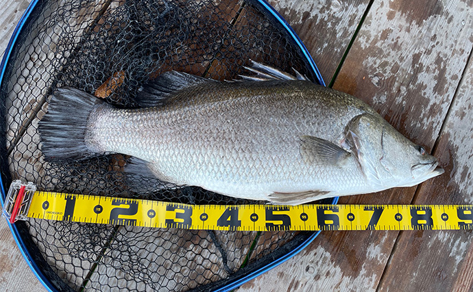 「メーター超えのアカメがヒット！」筏での泳がせ釣りでアカメを狙ってみた【高知】