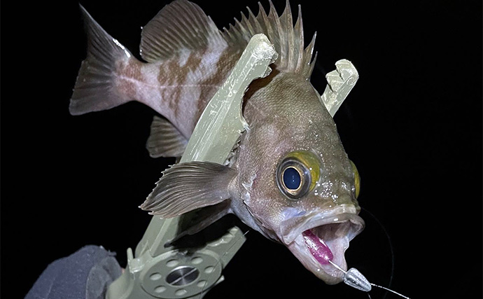 大阪湾沿岸の【秋に狙える釣りターゲット】　タチウオ・アジ・メバルは外せない！