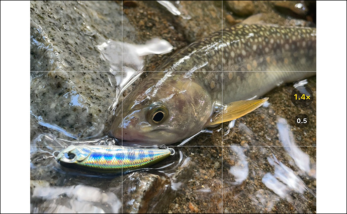 「夜にフラッシュはダメ？」釣った魚を美しく残すスマホ写真撮影方法を徹底解説