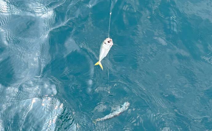 「調査便で五目達成！」小豆島沖の落とし込み釣りで55cmハマチ＆47cmマダイを手中【香川】