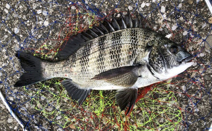 都心部の河川で「クロダイが増加する理由」を考察　近年は全国的に増加傾向