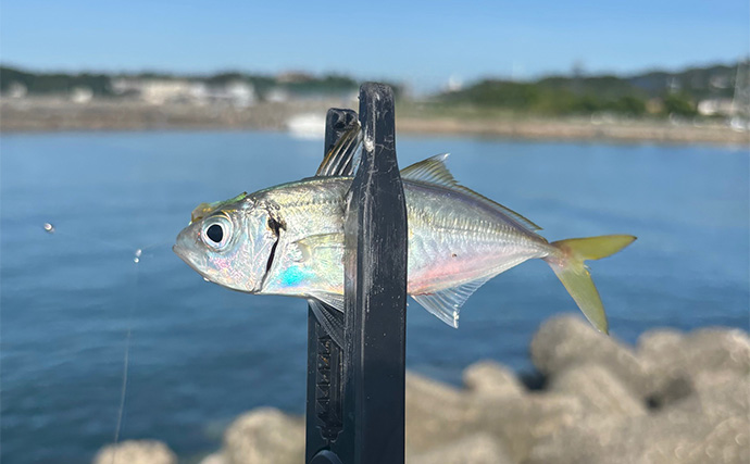 大阪南港の秋アジングシーズン開幕はいつ？ 「サヨリ」の群れ回遊タイミングがヒント