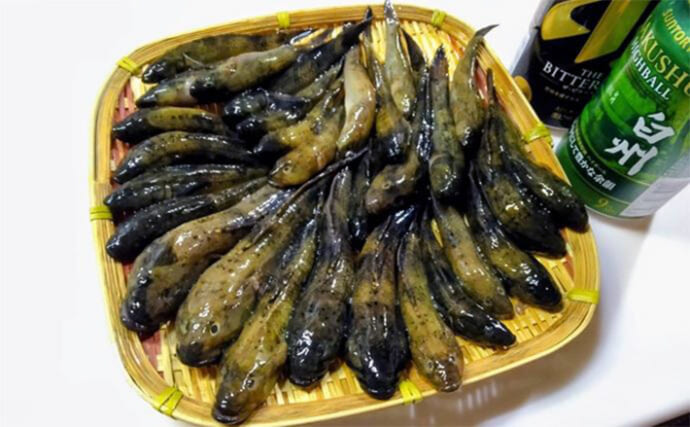 鶴見川でのハゼ釣りで18cm級頭に良型ウロハゼ29匹【横浜】マハゼは混じらず