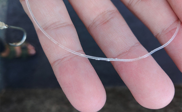 「漁港で高級魚クエが釣れる？」 エサ・ルアー釣りどちらでもクエキャッチに成功【和歌山】