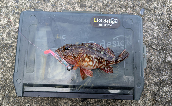 漁港ライトソルトゲームでオオモンハタ祭り！【三重・南伊勢】カンモンハタ＆ヤミハタも登場