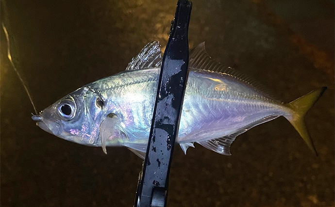 最新型iPhoneは釣り向きか否か　賢い選び方は「失ってもダメージの少ない機種」！