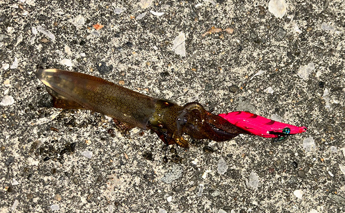 ヒイカエギングに初挑戦【熊本・上天草】群れに当たってまさかの連発！