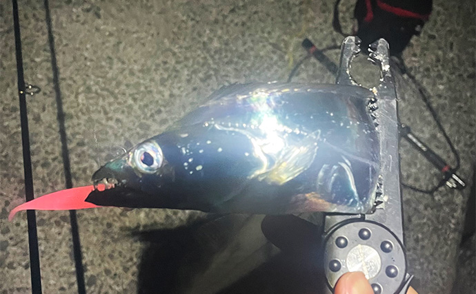 「あなたはエサ派？ルアー派？」陸っぱりタチウオ釣りで釣果優先ならエサ一択か