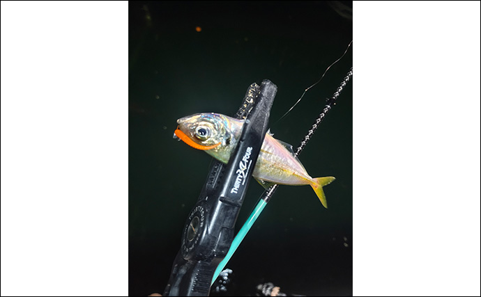 ランガン「アジングゲーム」で本命アジが連発【三重】だいだいカラーのワームが的中