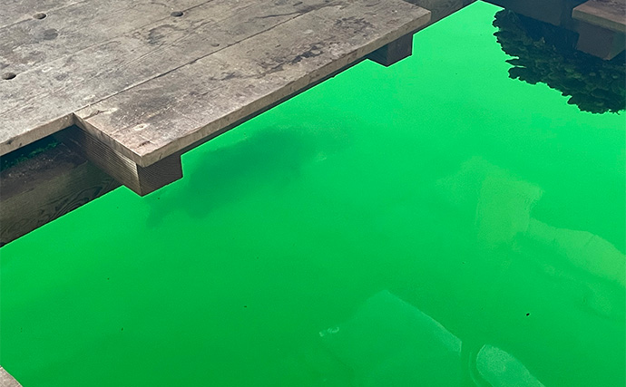 「メーター超えのアカメがヒット！」筏での泳がせ釣りでアカメを狙ってみた【高知】