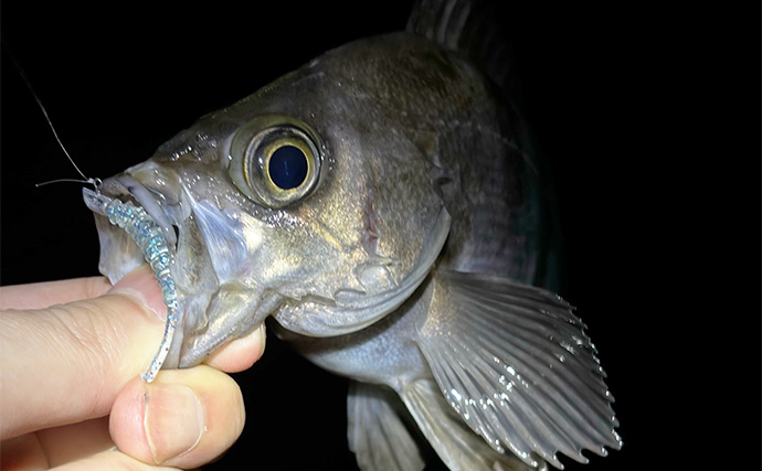 身近な陸っぱりで釣れる【引きが楽しい魚ランキング】 1位は大暴れ＆ジャンプもするあの魚