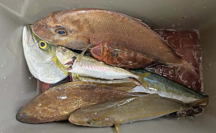 「調査便で五目達成！」小豆島沖の落とし込み釣りで55cmハマチ＆47cmマダイを手中【香川】