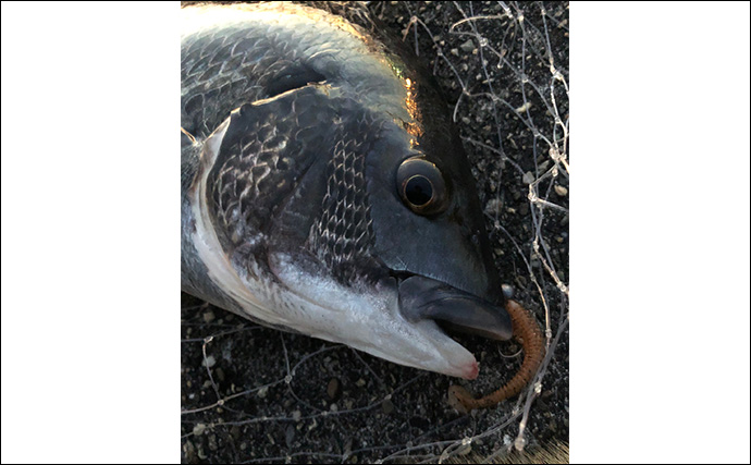 身近な陸っぱりで釣れる【引きが楽しい魚ランキング】 1位は大暴れ＆ジャンプもするあの魚