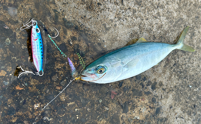 「ジグサビキしか勝たん！」堤防ライトショアジギングでショゴにツバス【福井・茂原人工海水浴場】