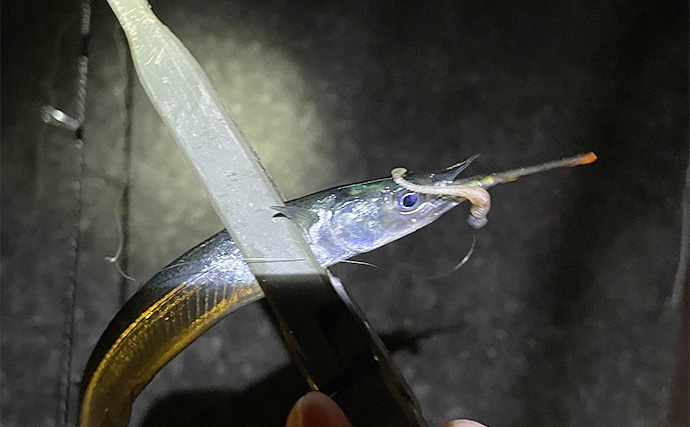 大阪南港の秋アジングシーズン開幕はいつ？ 「サヨリ」の群れ回遊タイミングがヒント