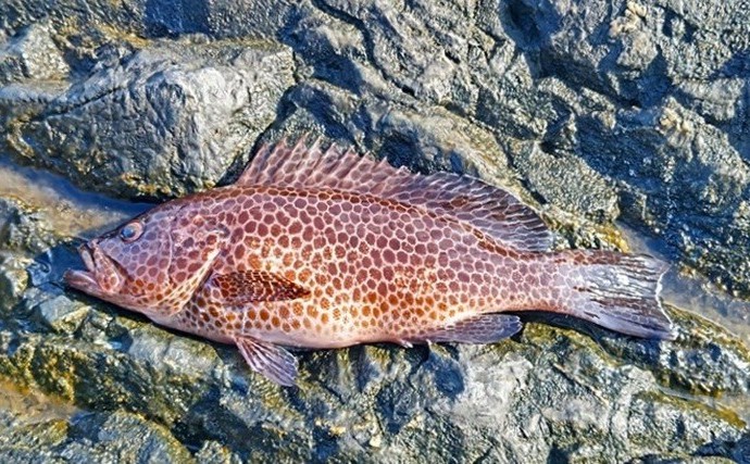 『ティーロMR』で挑む磯ロックフィッシュゲーム【三重・尾鷲】良型アカハタ＆オオモンハタ浮上！