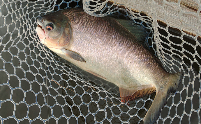 「日本でアマゾンの怪魚と強烈ファイト！」浜名湖フィッシングリゾートで56cmコロソマを手中