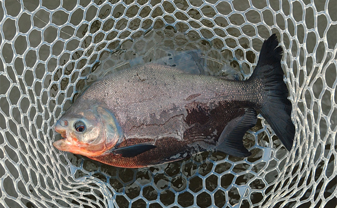 「日本でアマゾンの怪魚と強烈ファイト！」浜名湖フィッシングリゾートで56cmコロソマを手中