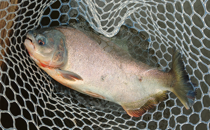 「日本でアマゾンの怪魚と強烈ファイト！」浜名湖フィッシングリゾートで56cmコロソマを手中