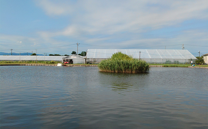 「日本でアマゾンの怪魚と強烈ファイト！」浜名湖フィッシングリゾートで56cmコロソマを手中