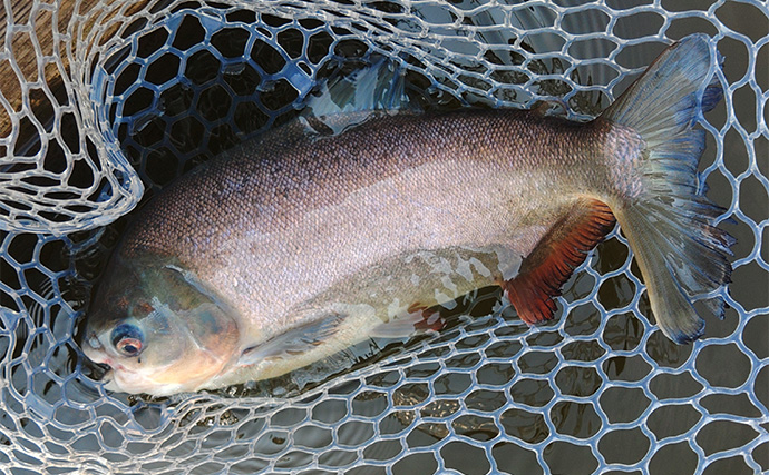 「日本でアマゾンの怪魚と強烈ファイト！」浜名湖フィッシングリゾートで56cmコロソマを手中