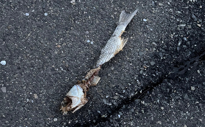 「2025年はチヌの当たり年？」泉大津でのライトゲーム釣行でチヌ2尾【大阪】