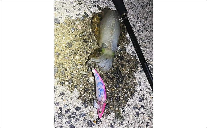 秋イカ調査のエギングで小型アオリイカ2杯【広島・倉橋島】 本番は10月以降か