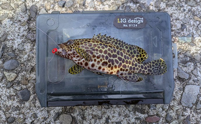 漁港ライトソルトゲームでオオモンハタ祭り！【三重・南伊勢】カンモンハタ＆ヤミハタも登場