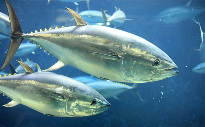 【速報】クロマグロ採捕規制が強化！「上限5トン→３トンへ」　9月から翌年3月まで