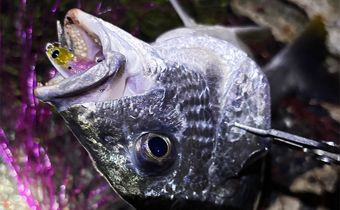 大阪湾チニングで本チヌにキビレを連続キャッチ【泉大津】メバリングタックルを流用