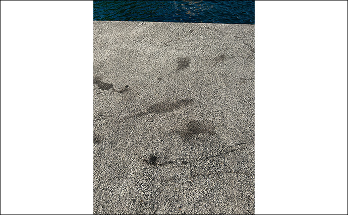 越前海岸で秋エギングが開幕！【福井】新子アオリイカ3匹キャッチに成功