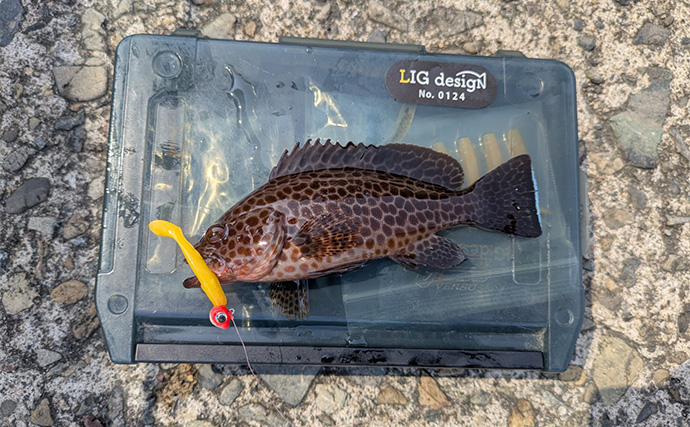 漁港ライトソルトゲームでオオモンハタ祭り！【三重・南伊勢】カンモンハタ＆ヤミハタも登場